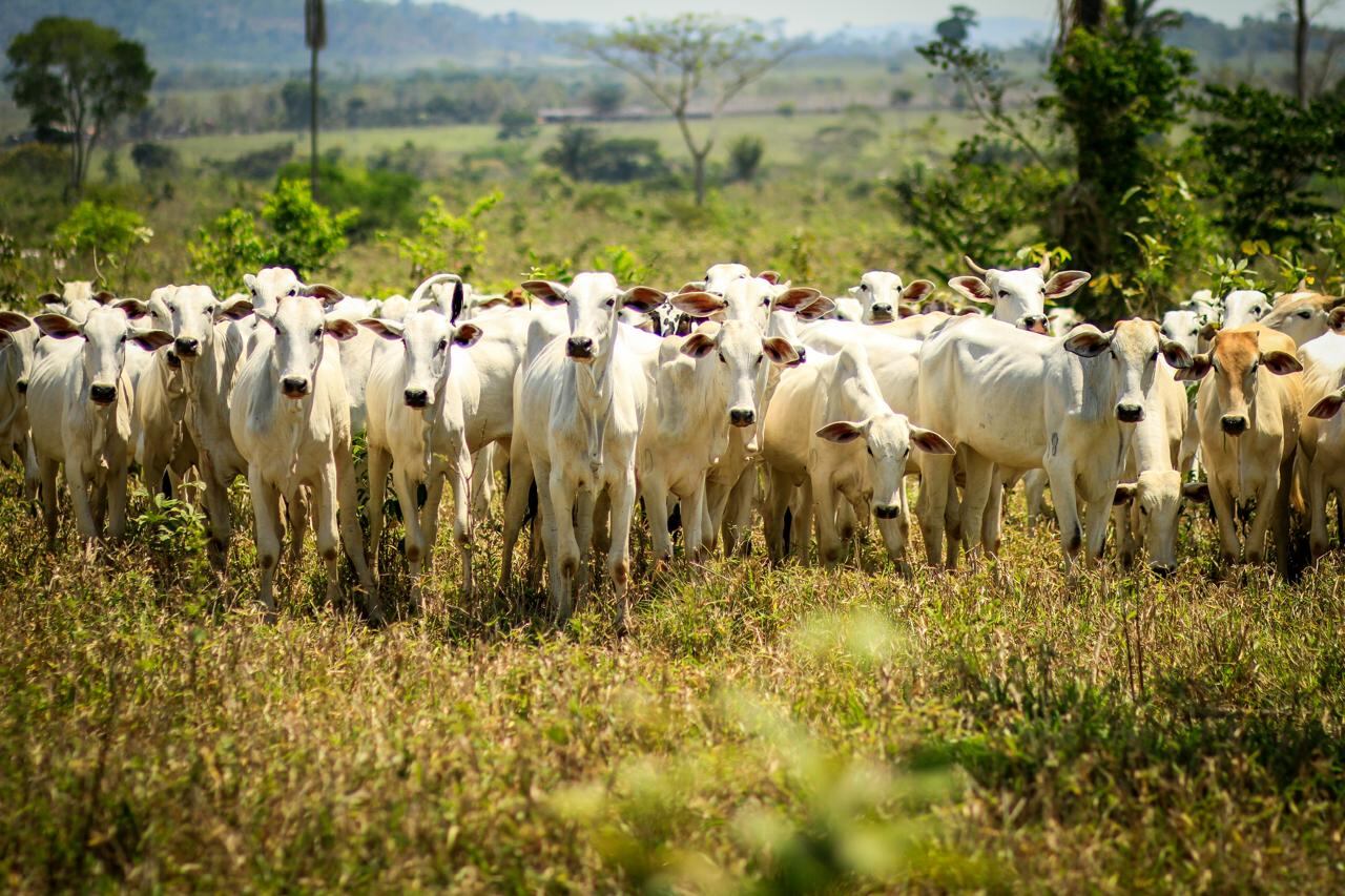 El 80% de la tierra habitable de Colombia se destina a la ganadería y al agricultura.