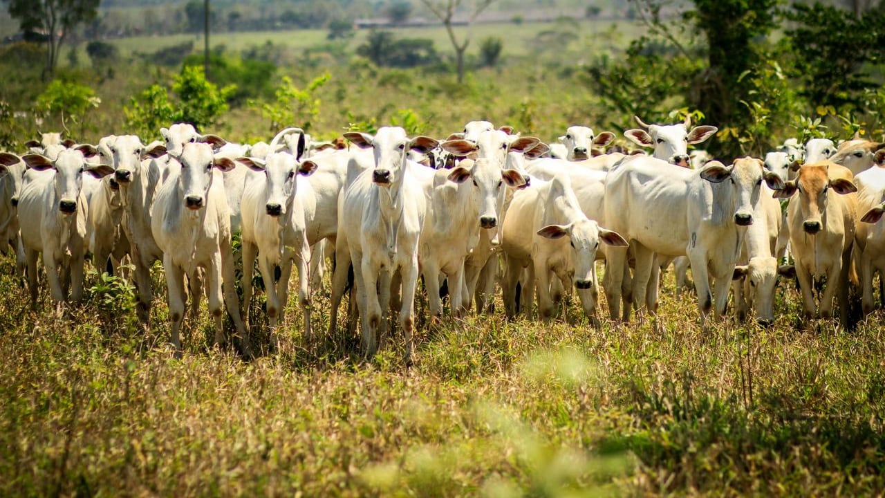 El 80% de la tierra habitable de Colombia se destina a la ganadería y al agricultura.