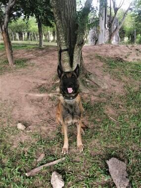Un canino detuvo una tragedia: detectó explosivo y salvó a un pelotón militar en Antioquia.