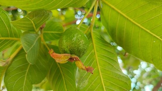 contiene propiedades antibacterianas, antiinflamatorias, antioxidantes y reguladoras del Ph.
