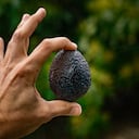 Avocado season has arrived for harvest in Temecula, CA, USA. California farms produce 90% of all U.S.-grown avocados, much from orchards in the Temecula area. 04.22.20. (Photo by John Fredricks/NurPhoto via Getty Images)