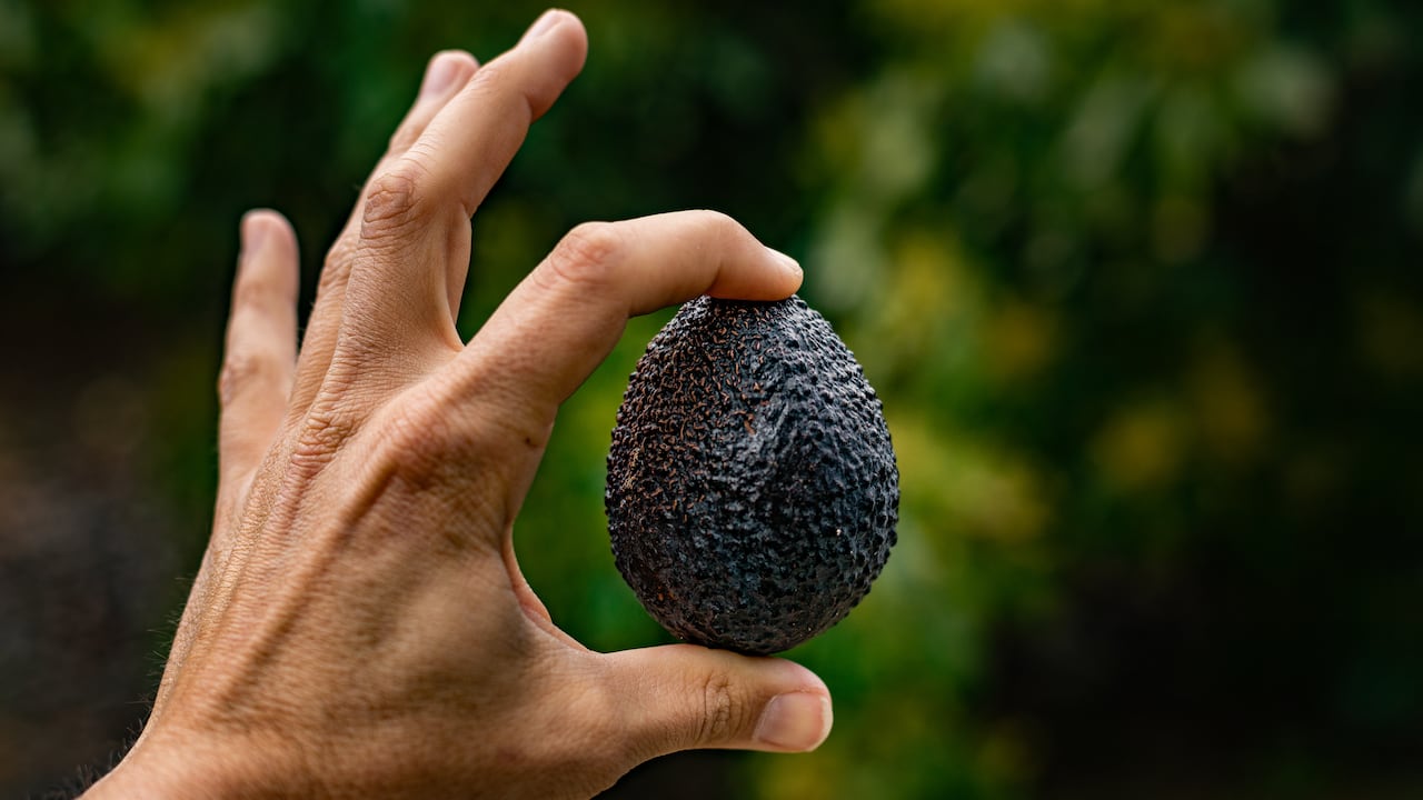Los beneficios del aguacate