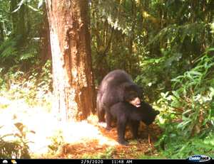 En Huila reportan primer registro de apareamiento de Osos de Anteojos a nivel mundial