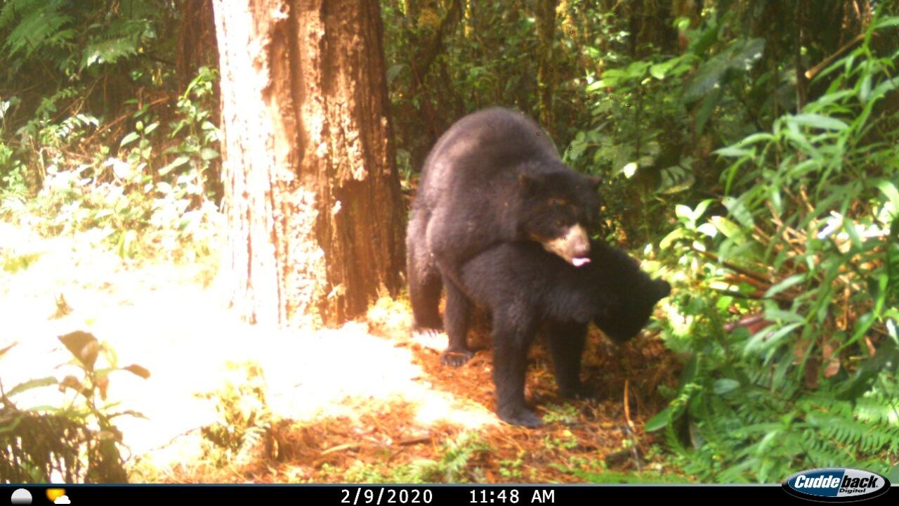 En Huila reportan primer registro de apareamiento de Osos de Anteojos a nivel mundial
