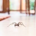 Las arañas son insectos que pueden resultar molestos.