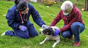 Perro habitante de un CAI de la Policía en Bogotá.