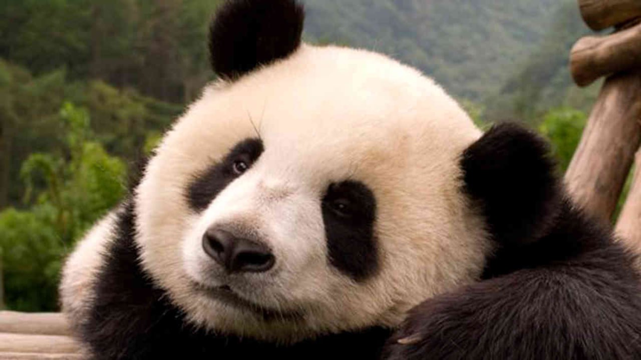 El único panda nacido en Francia, Yuan Meng, festejó el sábado su primer cumpleaños en el zoo de Beauval. Foto: archivo/Semana.com