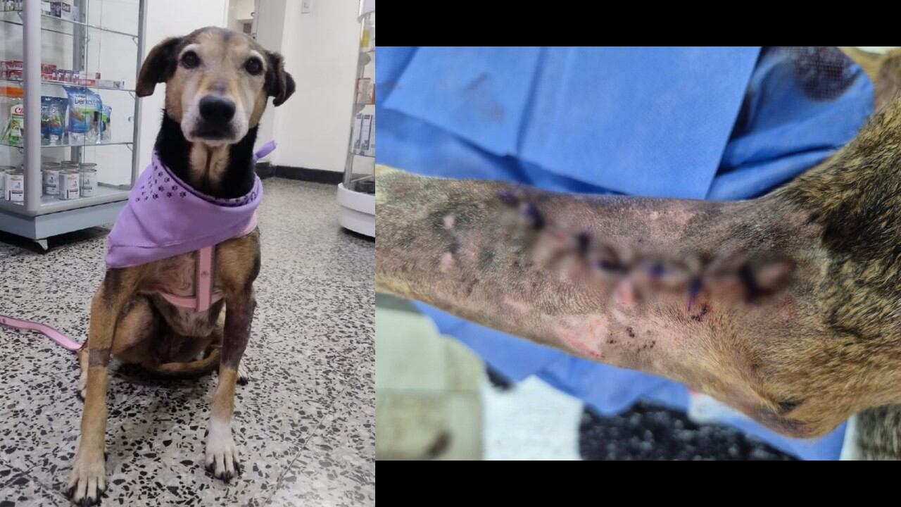 "Los primeros días fueron terribles; sinceramente pensé que no iba a sobrevivir", según la rescatista.