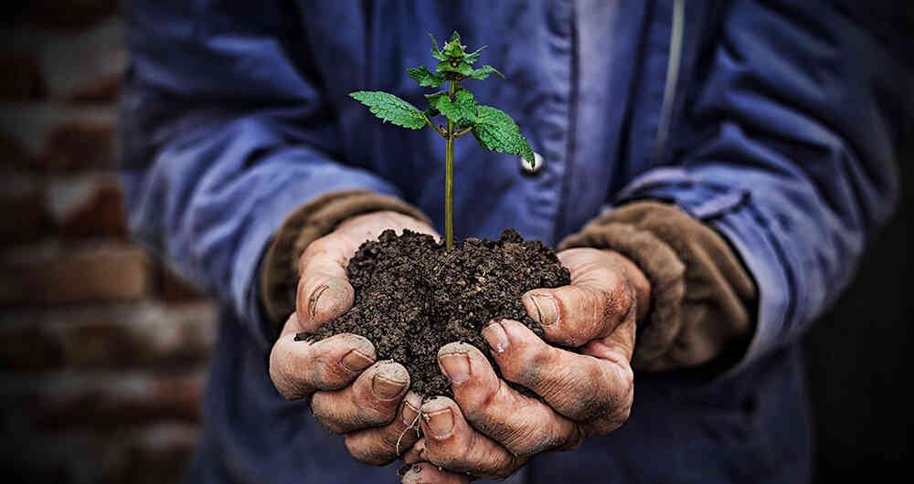 Gracias a este proyecto se han sembrado más de 1.000 plantas de especies nativas como los alisos y la cassia.
