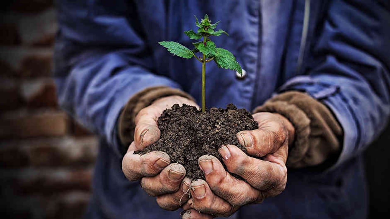 Gracias a este proyecto se han sembrado más de 1.000 plantas de especies nativas como los alisos y la cassia.