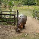 18 February 2021, Colombia, Puerto Triunfo: Hippo lady Vanessa comes out of her pond at the "Hacienda Nápoles". The hippos, which the drug lord Pablo Escobar once brought to Colombia, have multiplied so much that the country is looking for a solution for the animals. (to dpa "Where hippos are pets: Pablo Escobar's legacy in Colombia") Photo: Luis Bernardo Cano/dpa (Photo by Luis Bernardo Cano/picture alliance via Getty Images)