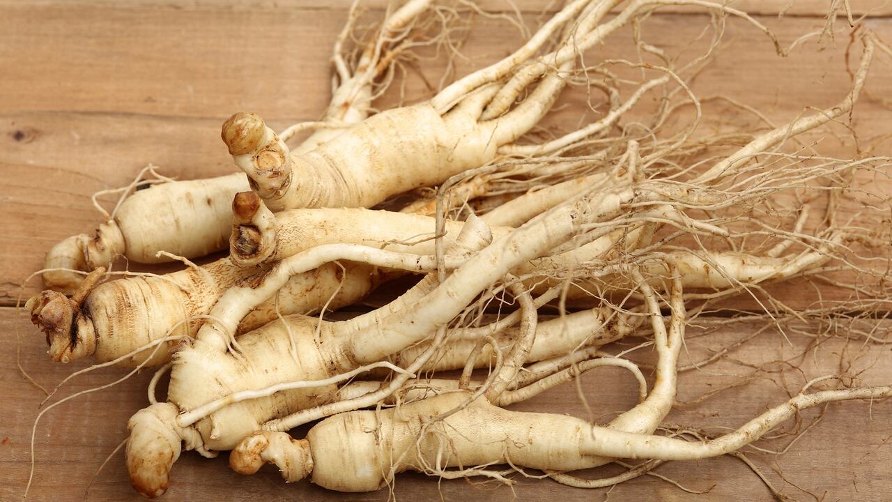 La raíz de ginseng es la parte más utilizada de esta planta.
