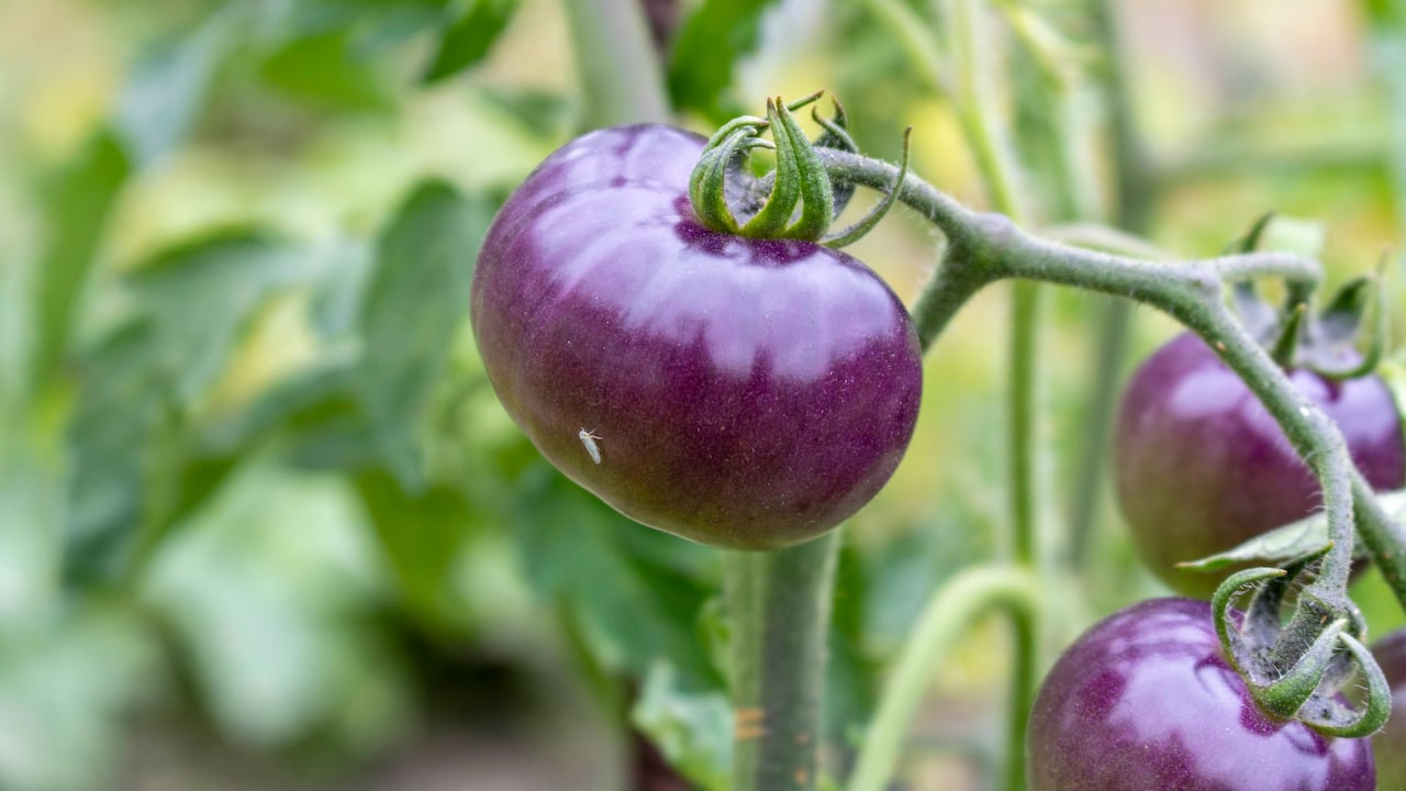 Las propiedades alimenticias del tomate morado ayudan a la salud.