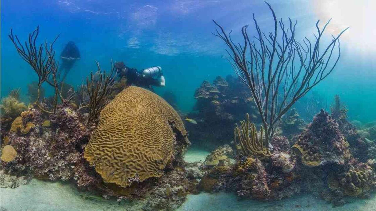 Los arrecifes de coral en San Andrés están en peligro por la pesca del pez loro. Foto: The Ocean Agency: XL Catlin Seaview Surve.