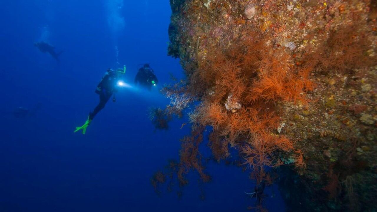 Los buceadores revelan con sus luces la majestuosa presencia de un coral negro en las paredes submarinas de Palaos, Micronesia. Estos organismos pueden vivir más de cuatro milenios.