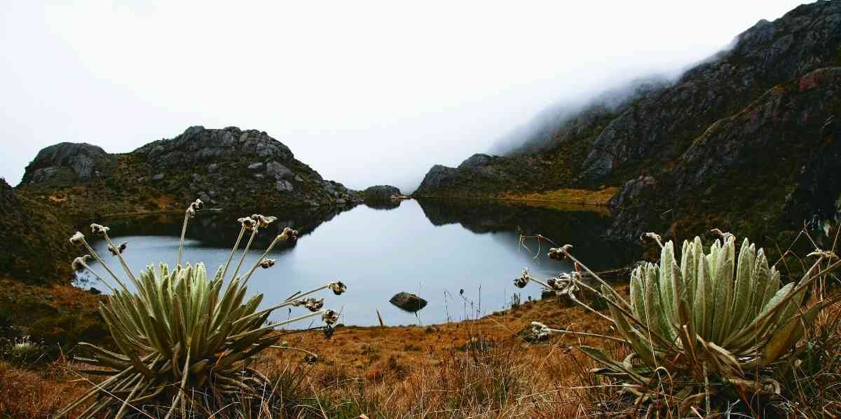 Colombia cuenta cerca del 50 por ciento de los páramos del mundo. Foto: Guillermo Torres / Semana. 