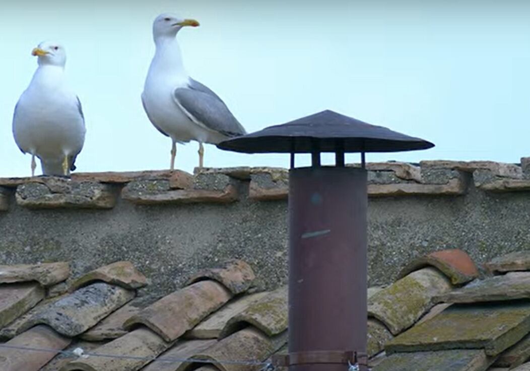 Las tradicionales e icónicas gaviotas que vuelan sobre la plaza de San Pedro se posan sobre el techo de la Capilla Sixtina, en medio del ambiente de oración que se respira en este lugar. Foto: Vatican News