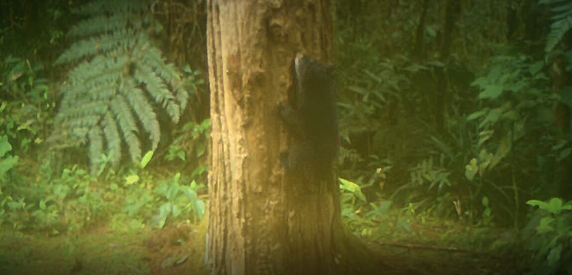 Osa y sus oseznos registrada en San Agustín, Huila