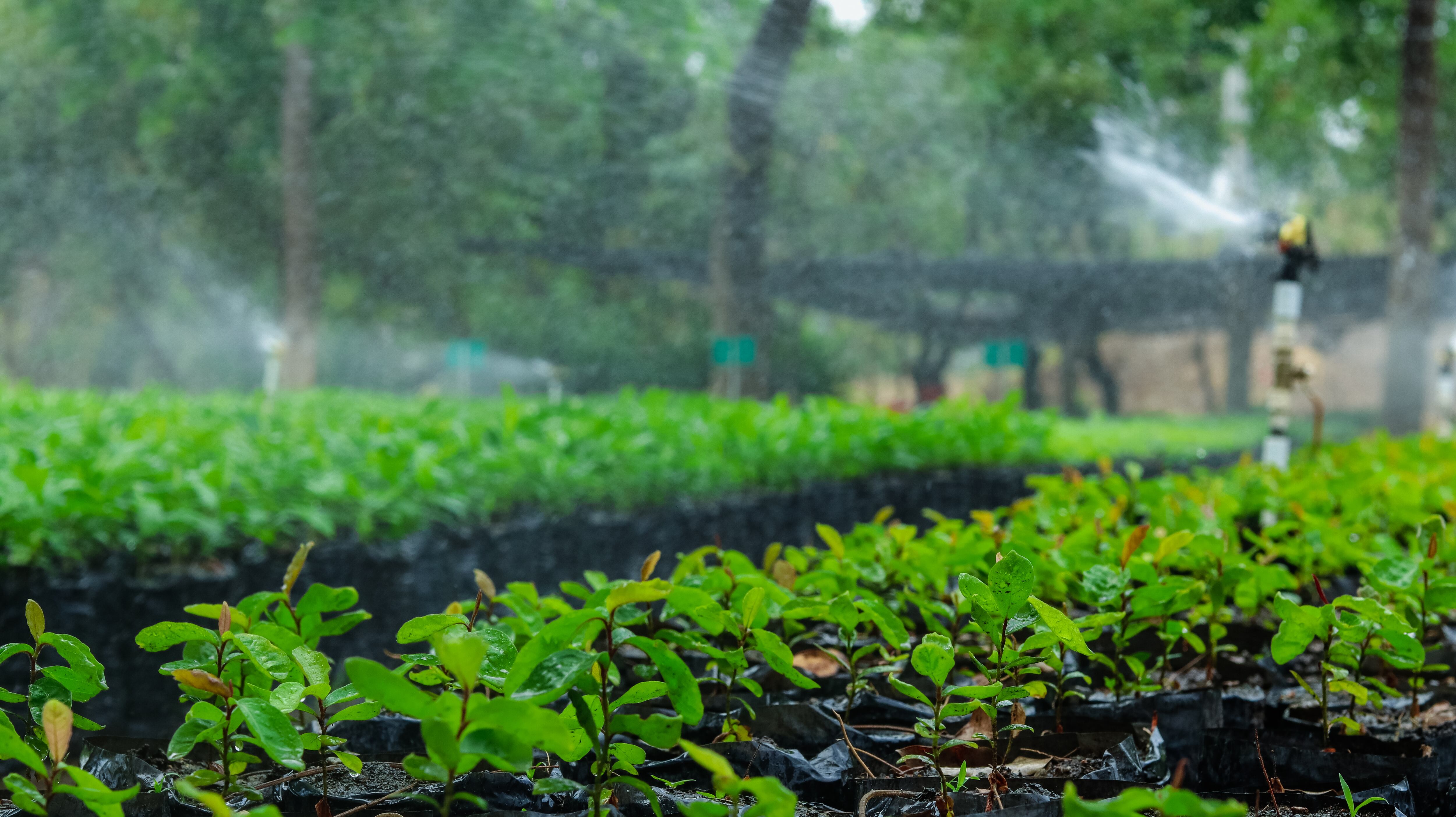 Una de sus iniciativas son los viveros ambientales.