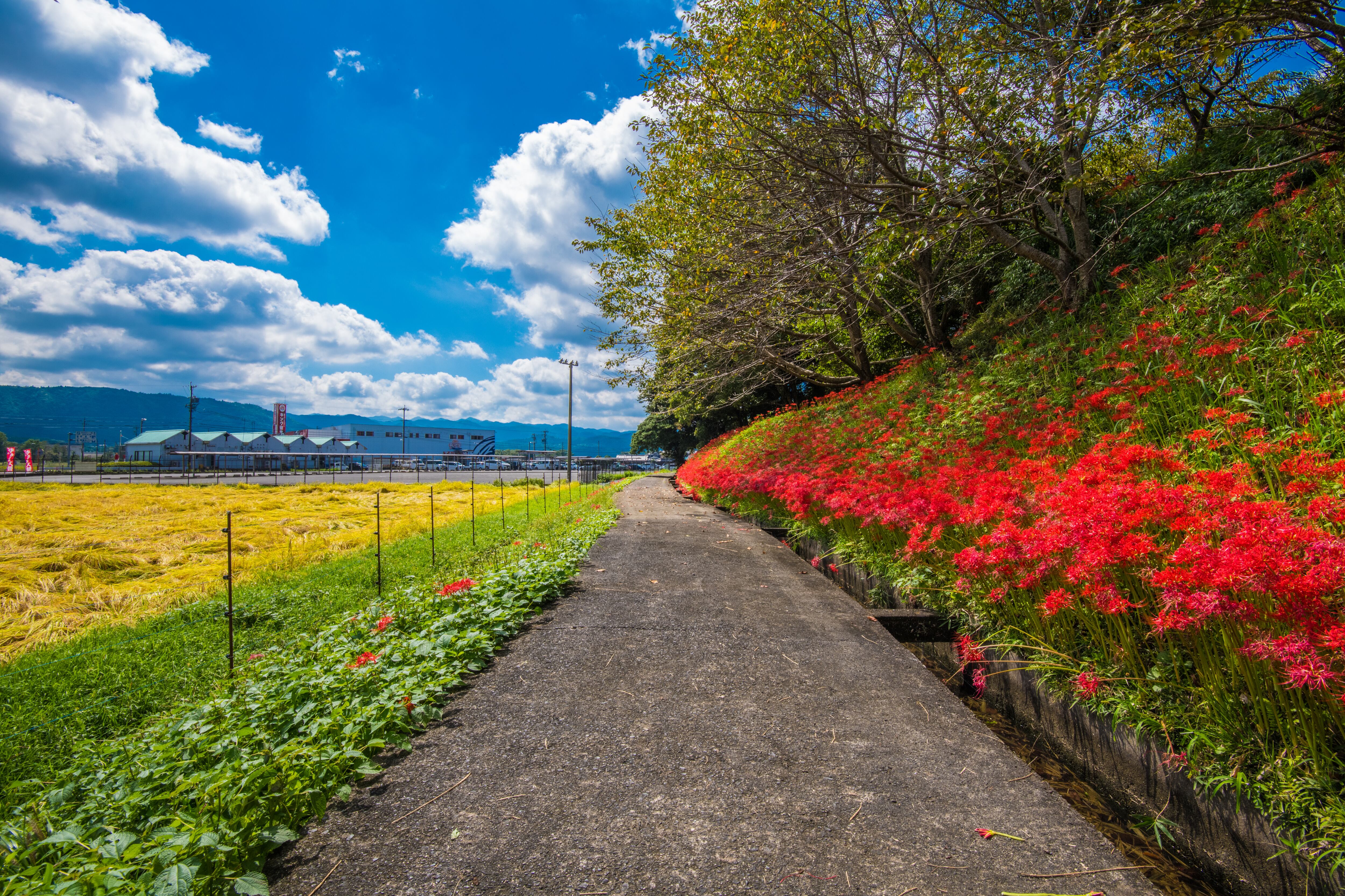 Lycoris RadiaLycoris Radiata o Flor del Infiernota o Flor del Infierno