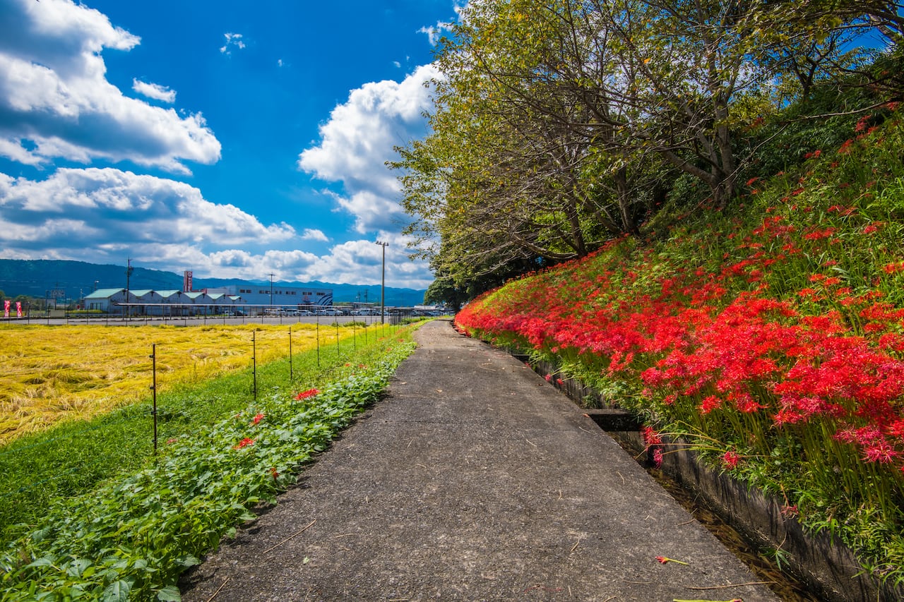 Lycoris RadiaLycoris Radiata o Flor del Infiernota o Flor del Infierno