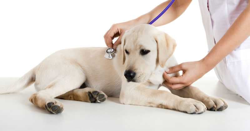 La revisión veterinaria es importante para garantizar la salud de los perros. (Imagen de referencia)