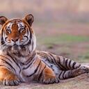 El tigre de Bengala se encuentra en amenaza.