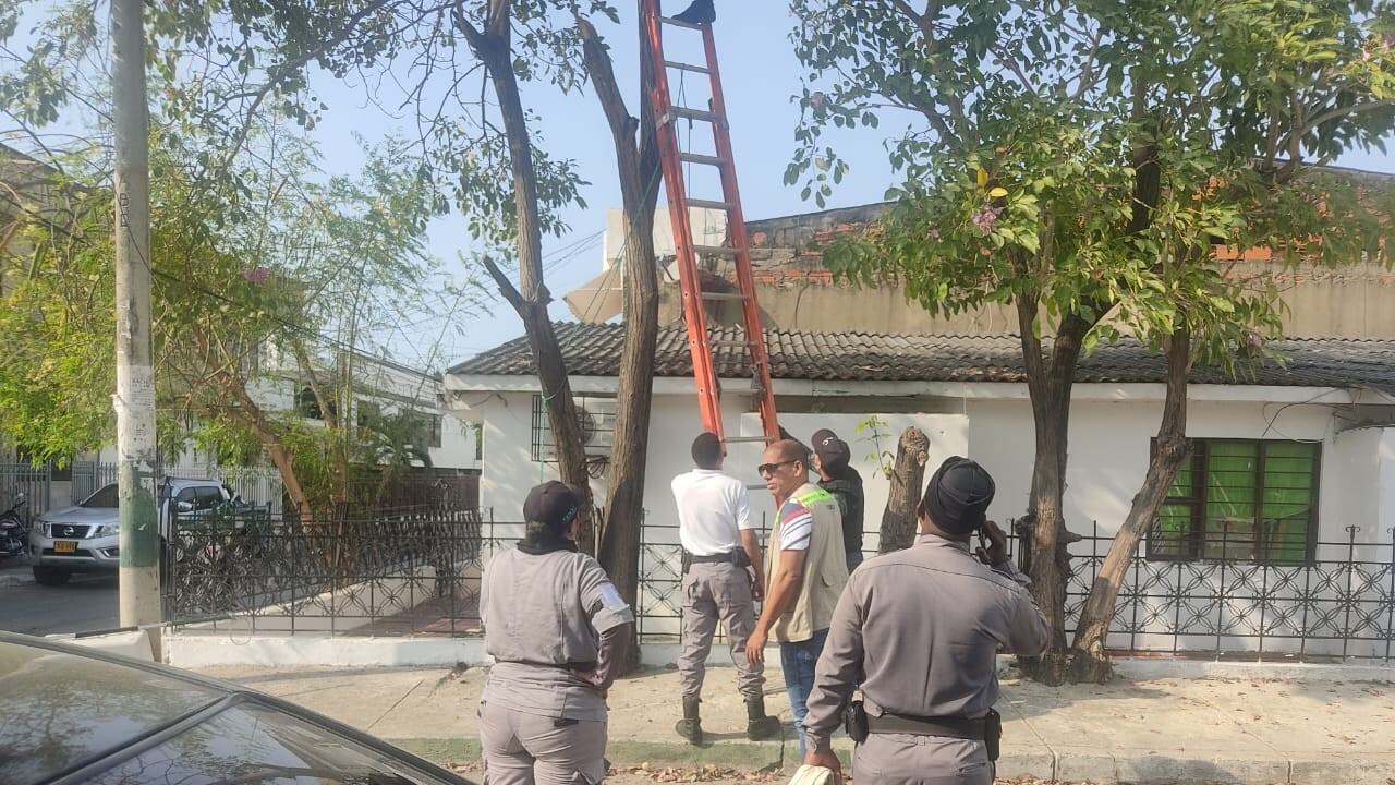 Rescate de osos en Cartagena