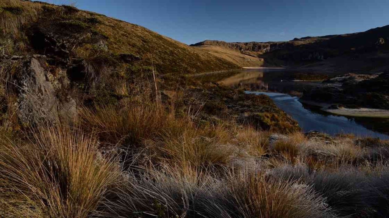 Colombia cuenta con cerca del 50% de los páramos andinos, distribuidos en 36 complejos que se vienen delimitando desde hace varios años. Foto: Mauricio Salcedo/WCS