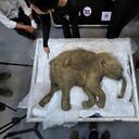 Un equipo de científicos afirma haber avanzado en la búsqueda de una posible clonación de un mamut.