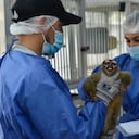 Algunos primates tienen amputaciones, fracturas antiguas y lesiones cutáneas.