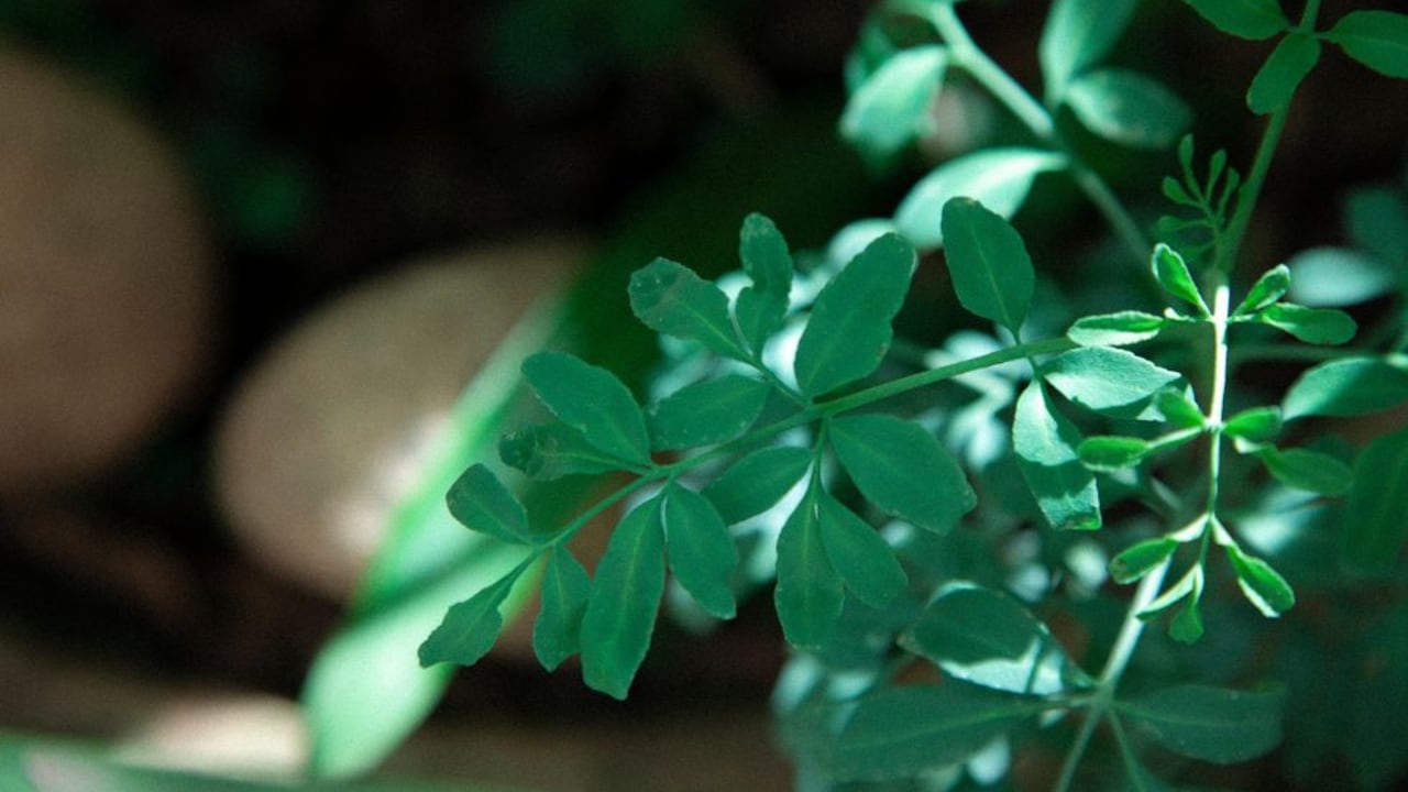 Imagen de referencia de la ruda.