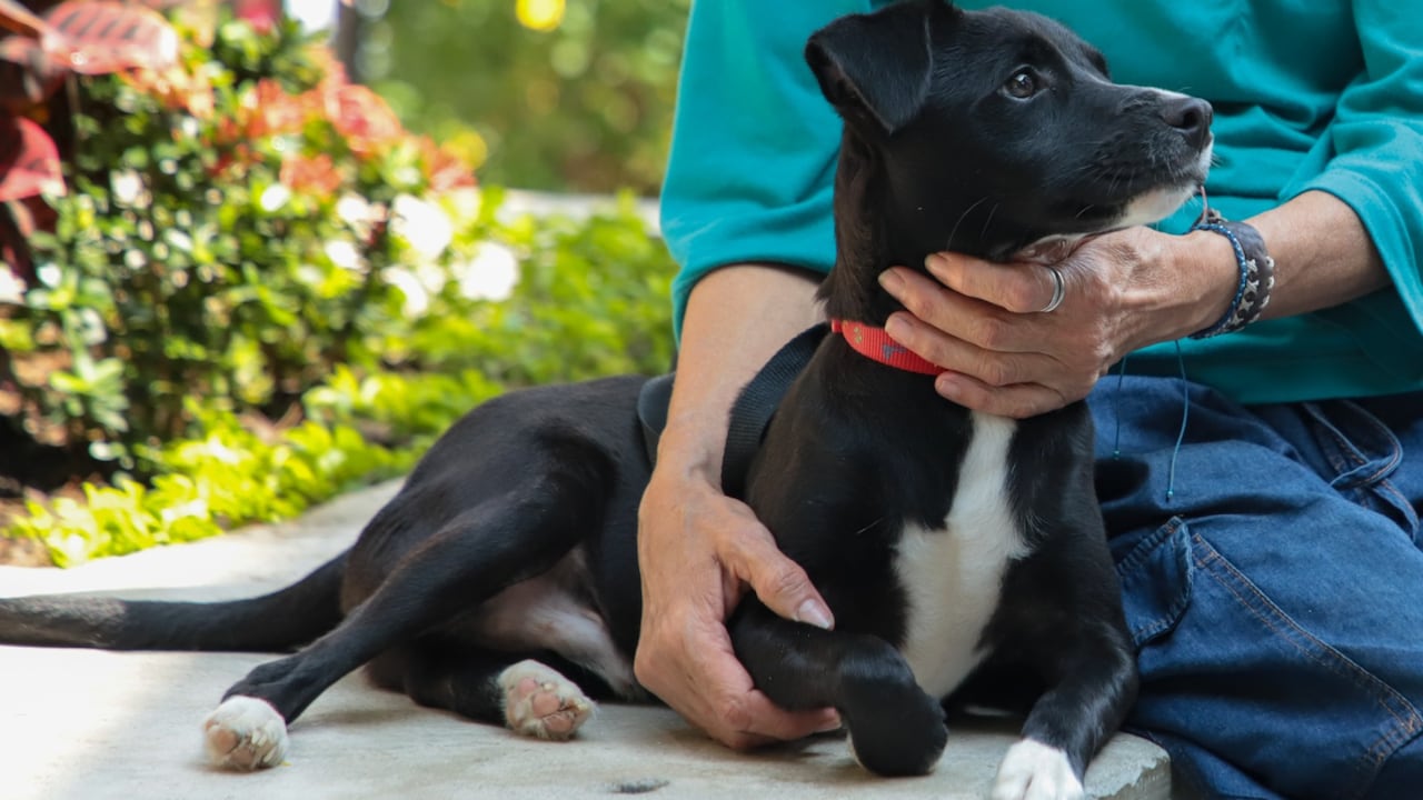 La vida de los perros cambiará gracias a esta medicina.
