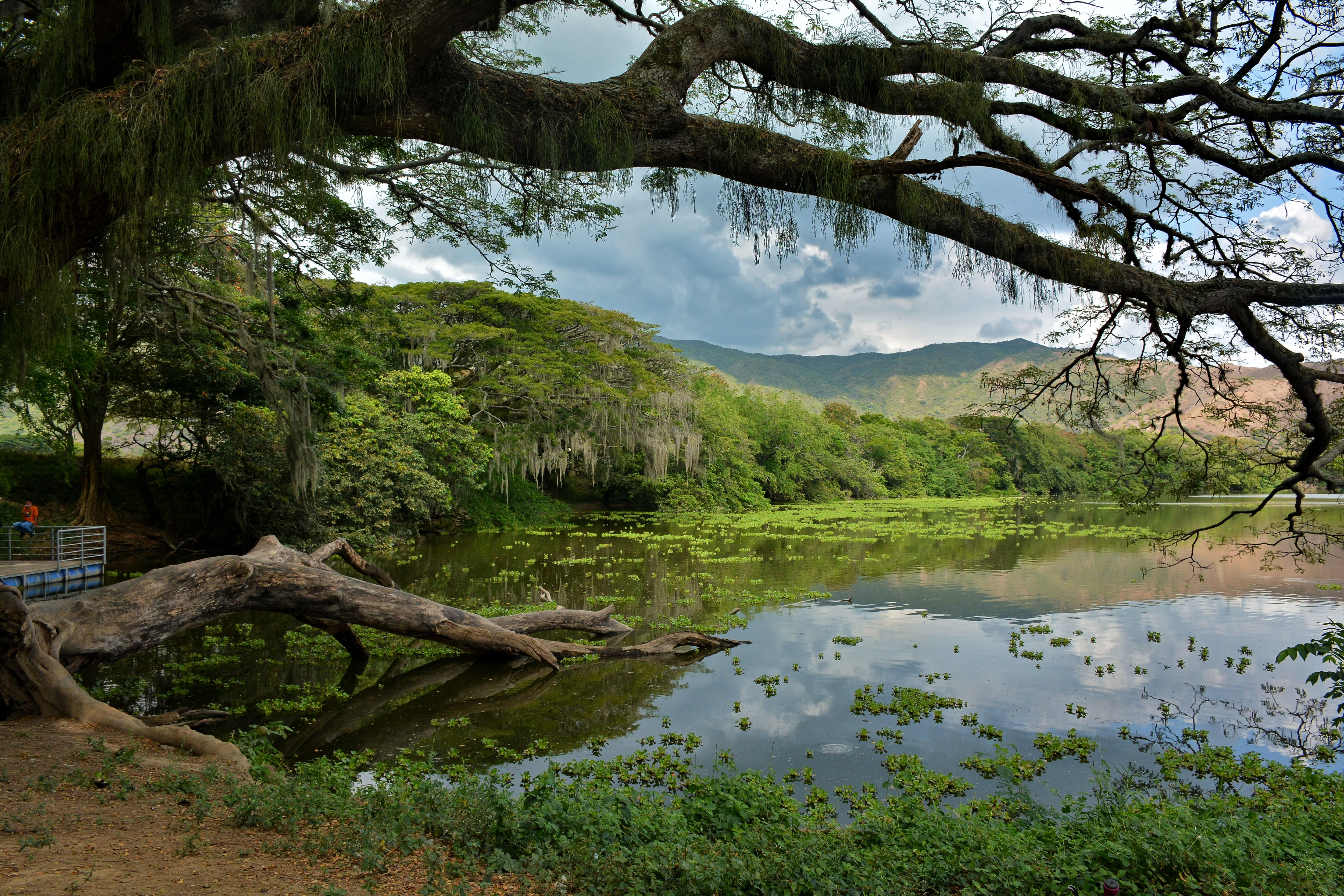 En el marco de la celebración del Día Mundial y el Mes de los Humedales, la CVC inauguró el Circuito Ecoturístico del Humedal Videles, un refugio natural que invita a la comunidad a descubrir la belleza y riqueza ecológica de este ecosistema en el municipio de Guacarí, Valle del Cauca. El evento reunió a instituciones educativas, pescadores y la comunidad local en una jornada especial donde los asistentes disfrutaron de actividades ecoturísticas como recorridos en bicicleta por los senderos del humedal, navegación en kayak, siembra de peces y liberación de fauna. Estas iniciativas buscan fomentar la educación ambiental, el ecoturismo y el respeto por los recursos naturales. Foto Jorge Orozco / El País.