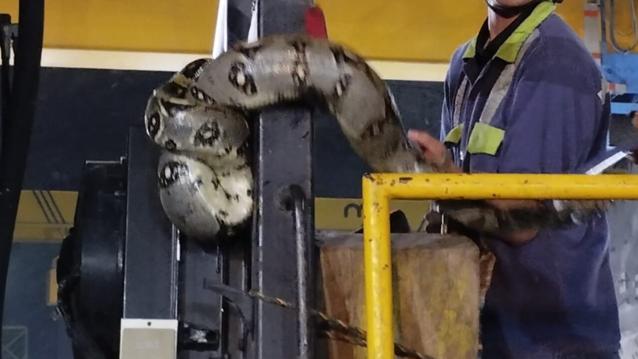 Serpiente en la casa de máquinas de Hidroituango.