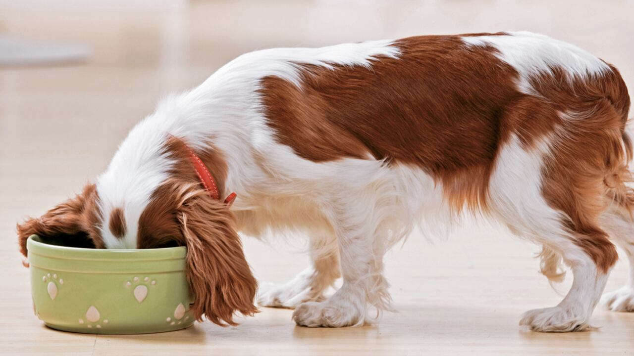Palatabilidad se define como el atractivo de los alimentos para los animales y la facilidad con la que se lo comen. De esta depende el éxito de un concentrado.