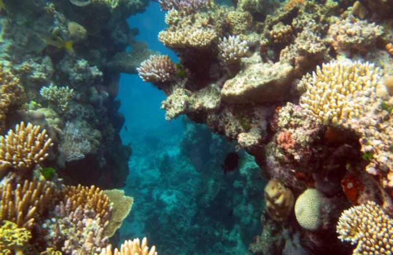 La Gran Barrera de Coral, Australia es el mayor arrecife de coral del mundo y ha sufrido blanqueamientos.