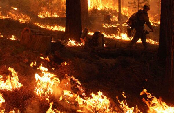 Un miembro del servicio forestal estadounidense camina en medio de una conflagración producida cerca del parque Yosemite, en California. (AP) 