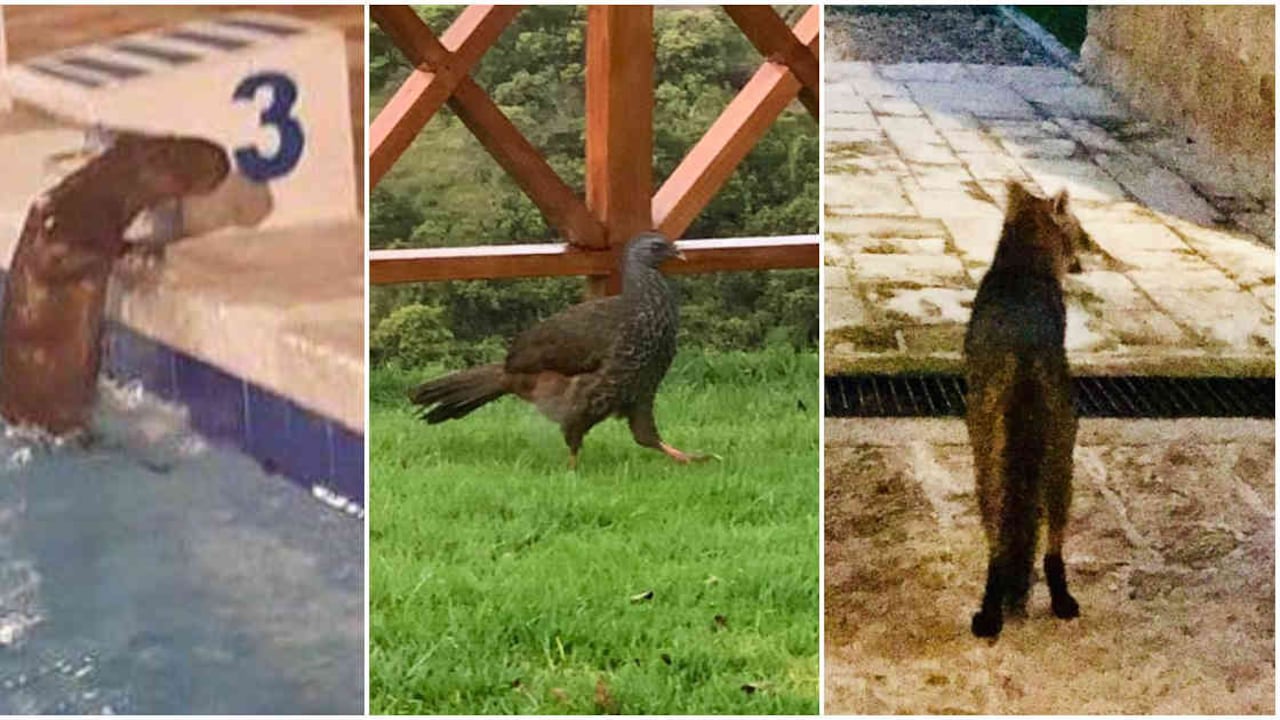 Animales avistados durante la cuarentena en mayo y junio en Barrancabermeja, Chía y Bogotá. Fotos (izq. a der.): Paula Ospina García, Luisa Marie y Cristina Gómez.