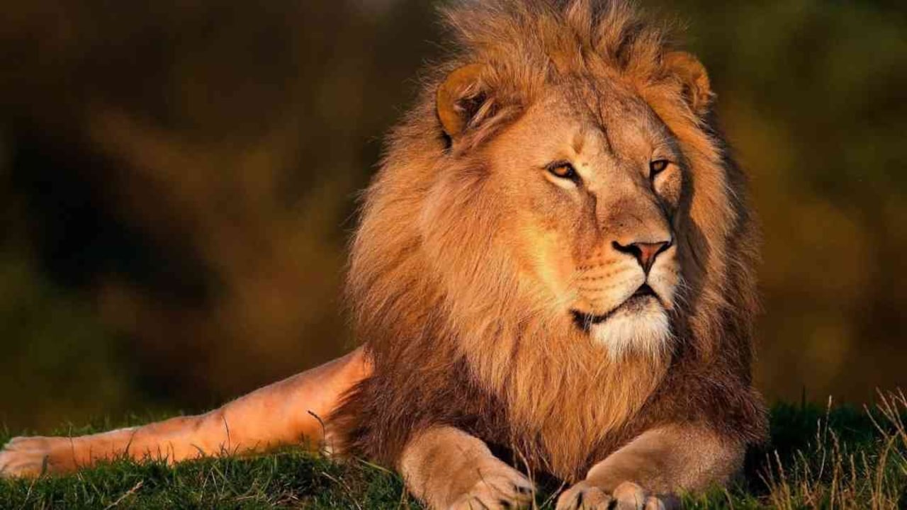 Un macho y tres hembras dieron positivo a la covid-19 en el Zoológico de Barcelona, España. Foto ilustración: Pixabay - Colombia hoy.