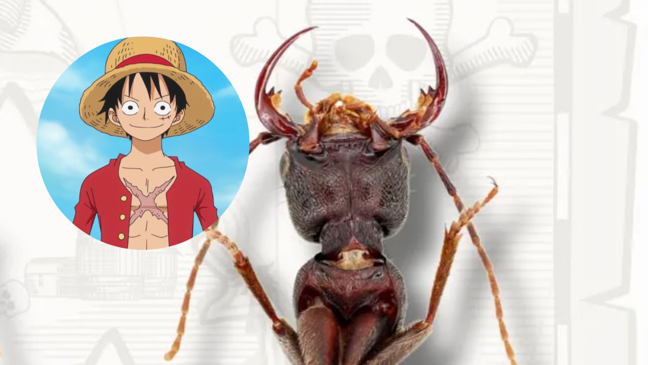 El hallazgo incluye un escarabajo con extremidades y mandíbulas inusualmente largas.