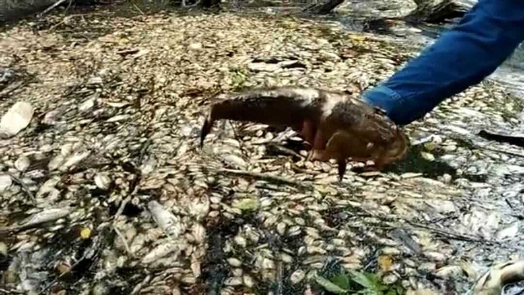 Las autoridades ambientales asumirán la investigación.