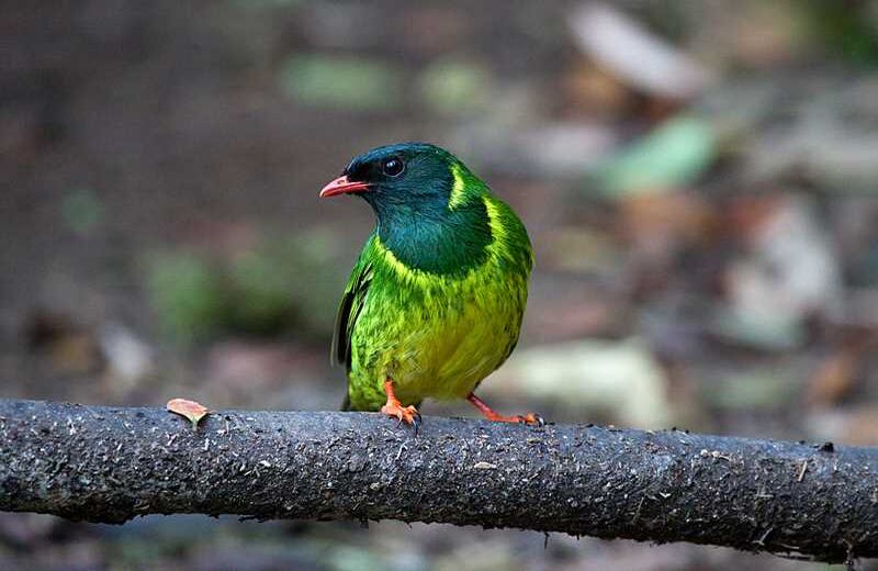 Frutero Verdinegro. Foto: Christopher Calonje