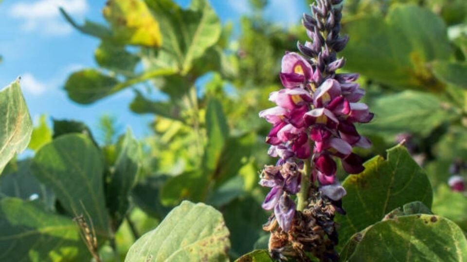 Los beneficios de la planta Kuzu.