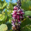 Los beneficios de la planta Kuzu.