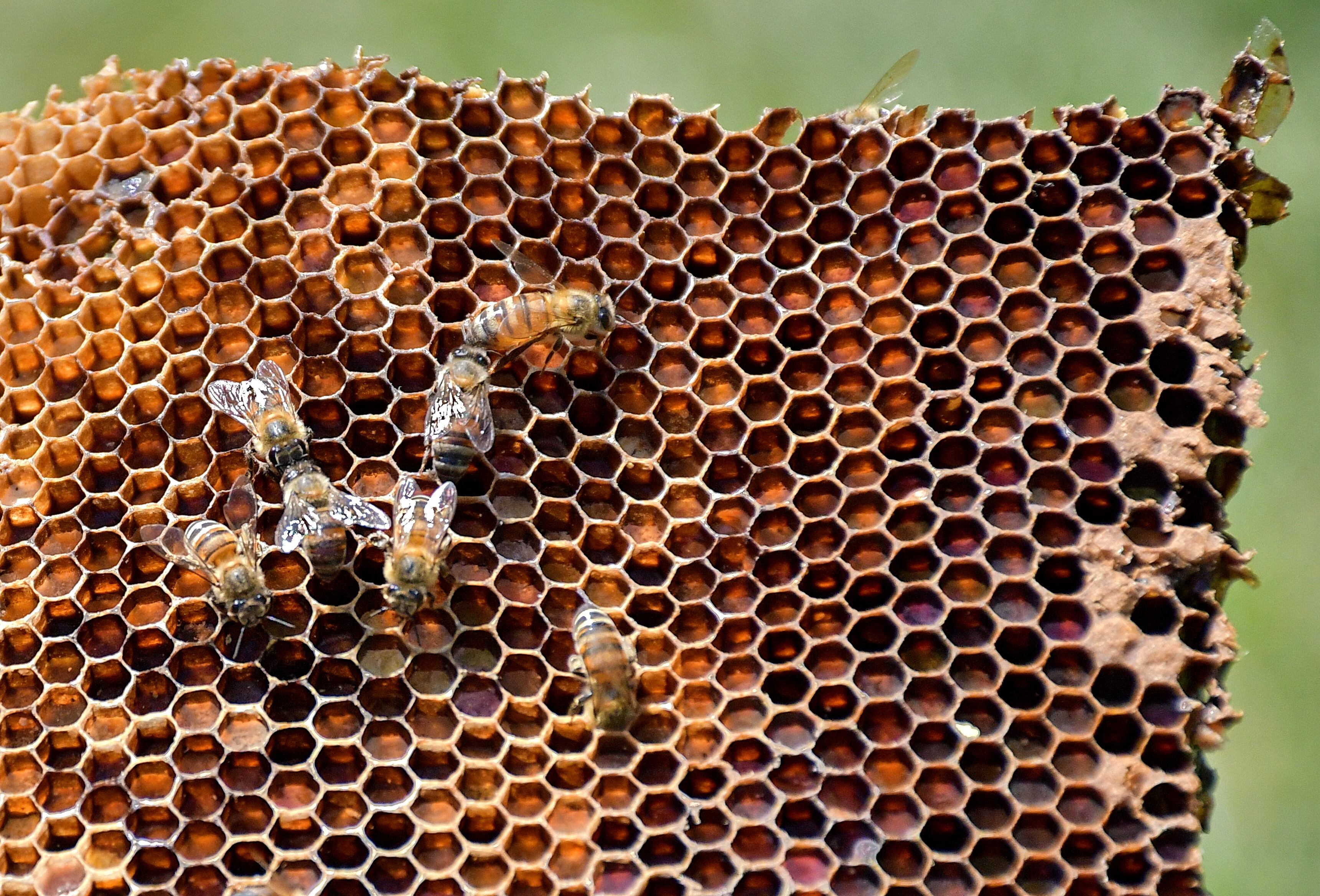 En el sur de Cali El dagma acude al llamado de la comunidad por un Enjambre de abejas africanas en una cancha de fútbol , 199 llamados han recibido las personas del dagma por el tema de abejas en Cali . Fotos Raúl Palacios / El Pais.