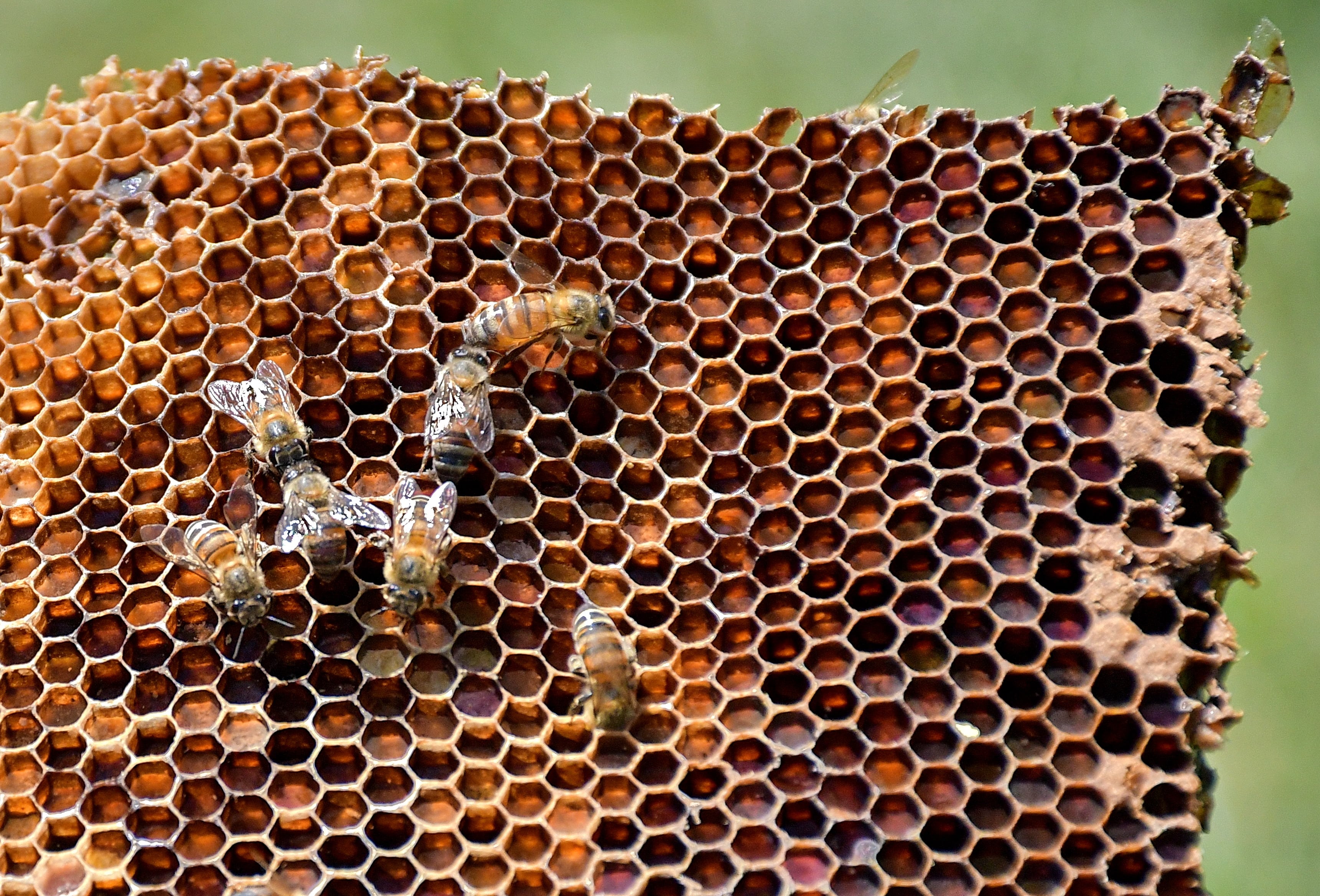En el sur de Cali El dagma acude al llamado de la comunidad por un Enjambre de abejas africanas en una cancha de fútbol , 199 llamados han recibido las personas del dagma por el tema de abejas en Cali . Fotos Raúl Palacios / El Pais.