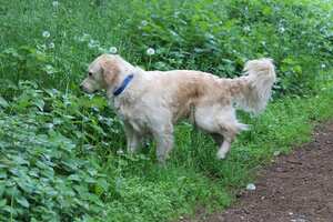 Los perros pueden presentan infecciones urinarias.