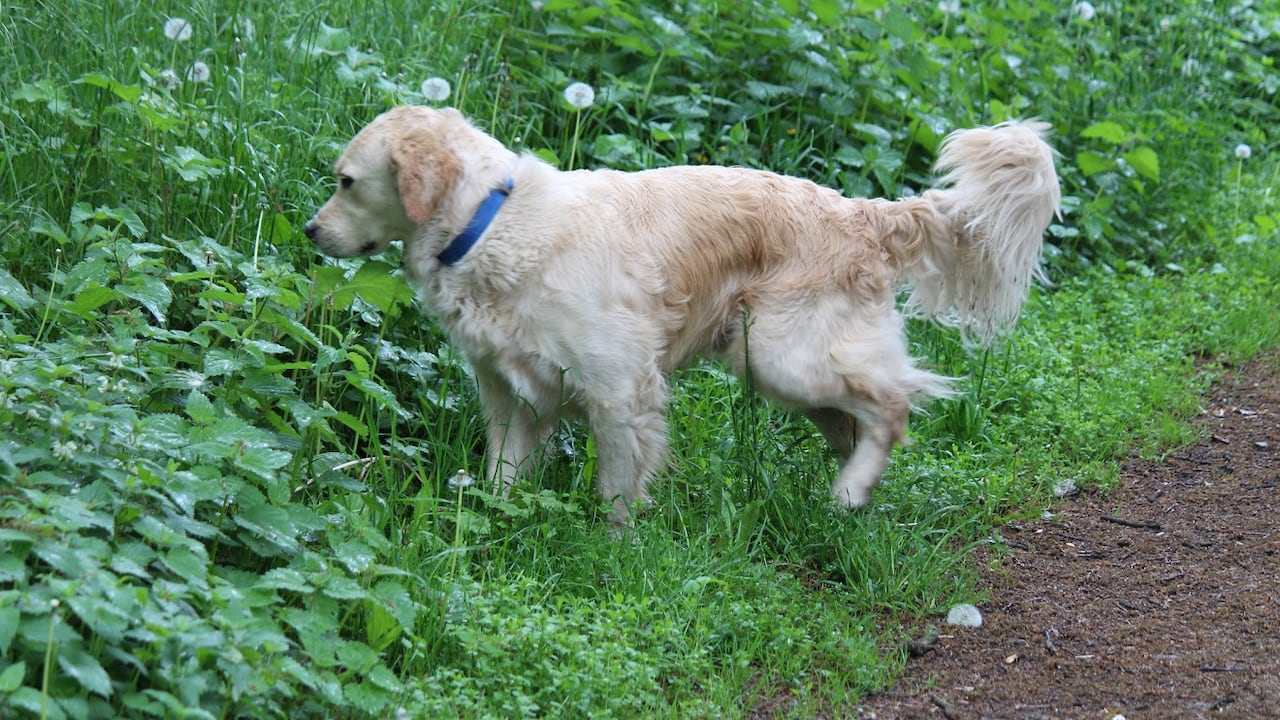 Los perros pueden presentan infecciones urinarias.