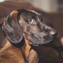 Dog sitting on sofa and having a guilty look on his face